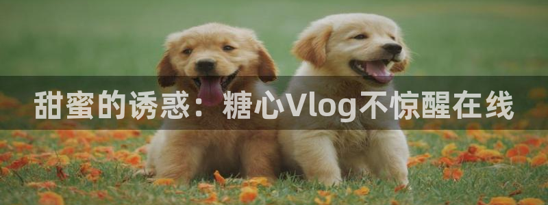 糖心鸡蛋饼vlog：甜蜜的诱惑：糖心Vl